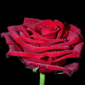 A Single Red Grand Prix Rose!