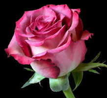 Halloween Rose