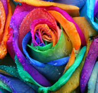 Close up of a Happy Rose