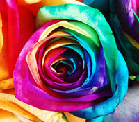 Close up of a Happy Rose