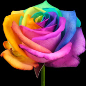 A Single Happy Rose!