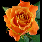 Peach Roses