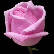 A Single Pink Rose 