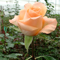 The Queensday Rose
