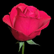 A Single Red Rose for under a Tenner