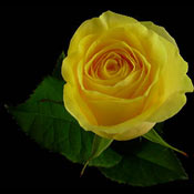 A Single Yellow Rose 