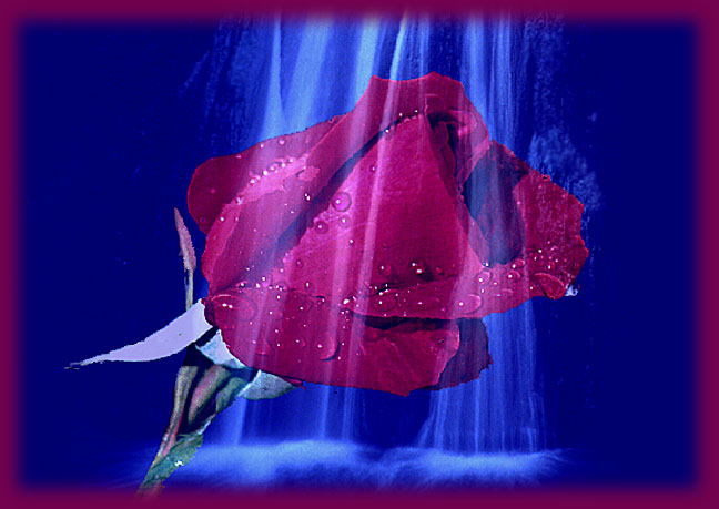 101 Roses in the colour or variety of your choice hand tied in a luxury bouquet by a real florist
