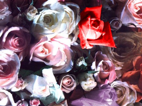 3 Roses in the colour or variety of your choice hand tied in a luxury bouquet by a real florist