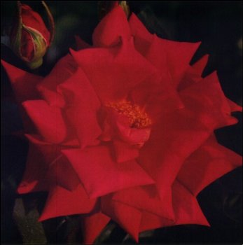 4 of the UK's favourite Flowers! image