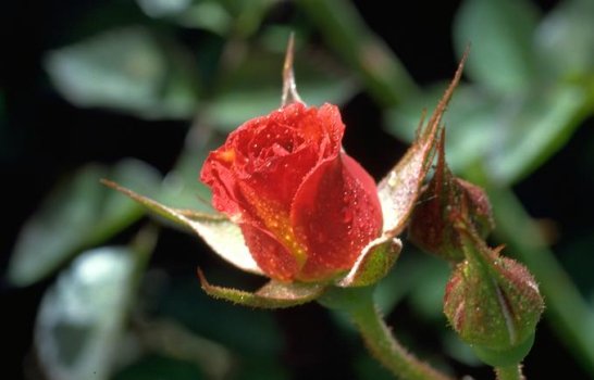 7 roses for Anniversary Gift! image