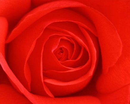 8 Roses to remind her not to be late for your date! image