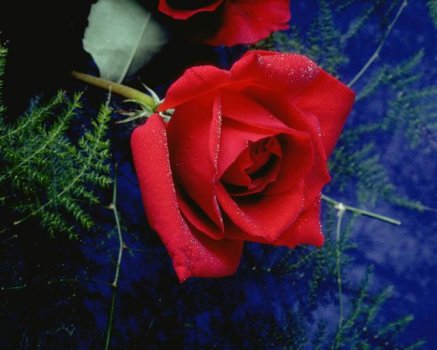 The Rose Delivery Specialists!
