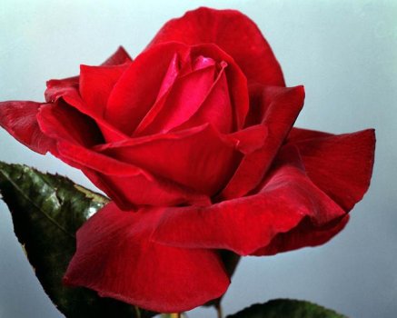 10 decades of roses in one Anniversary Bouquet