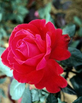 11 Roses in the colour or variety of your choice hand tied in a luxury bouquet by a real florist