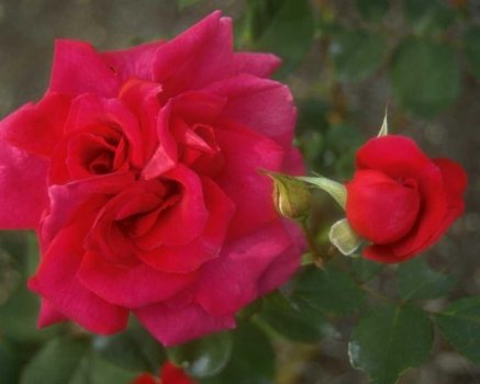 13 Red Roses Presented In A Classic Red Rose Bouquet With Free Uk Delivery
