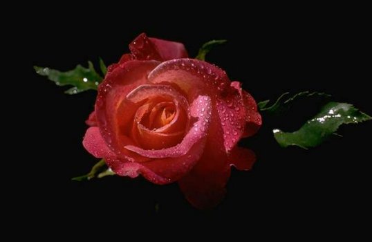 The Rose Delivery Specialists!