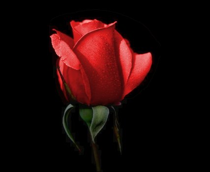 15 Red Roses Presented In A Classic Red Rose Bouquet With Free Uk Delivery