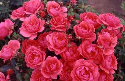 The Rose Delivery Specialists!
