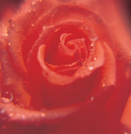 18 Roses in the colour or variety of your choice hand tied in a luxury bouquet by a real florist