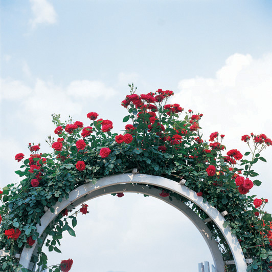 The Rose Delivery Specialists!