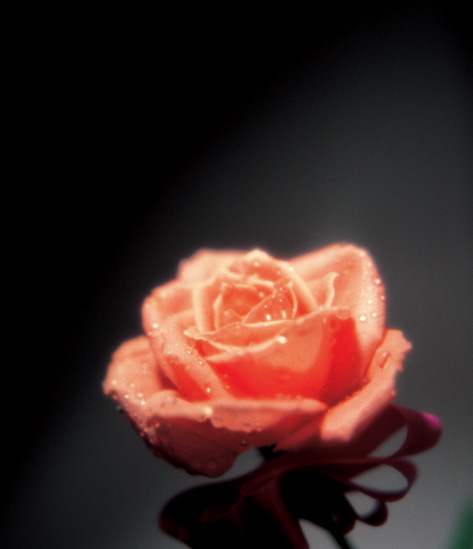 25 Roses in the colour or variety of your choice hand tied in a luxury bouquet by a real florist