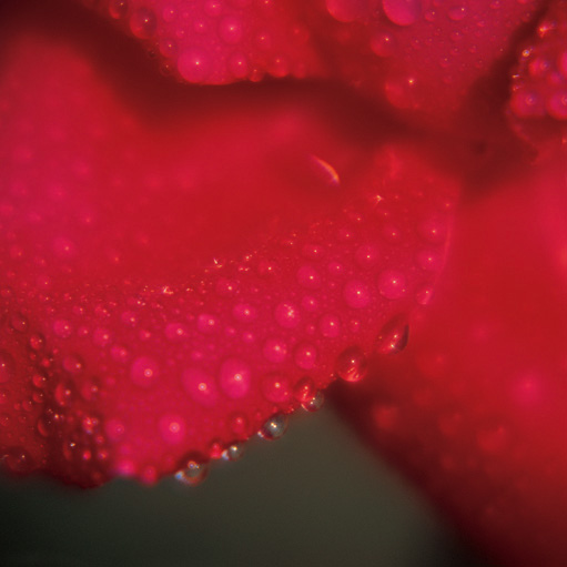 288 Roses in the colour or variety of your choice hand tied in a luxury bouquet by a real florist