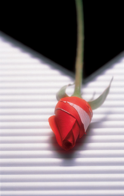 The Rose Delivery Specialists!