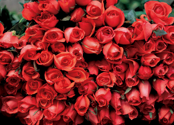 The Rose Delivery Specialists!