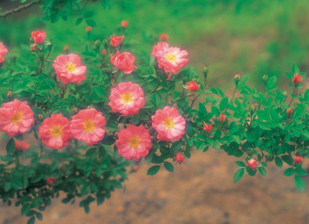 40 Ruby Red Roses to celebrate your 40th Birthday! image