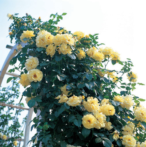 47 roses go into making this a really impressive! image
