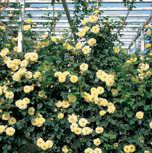 49 googling good roses froogling cheap roses! image