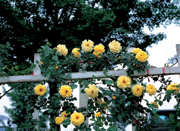50 Gold Roses for your Golden Anniversary! image