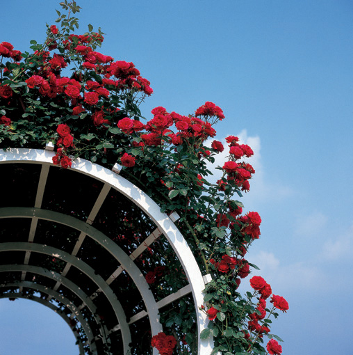 52 Red Roses Presented In A Classic Red Rose Bouquet With Free Uk Delivery