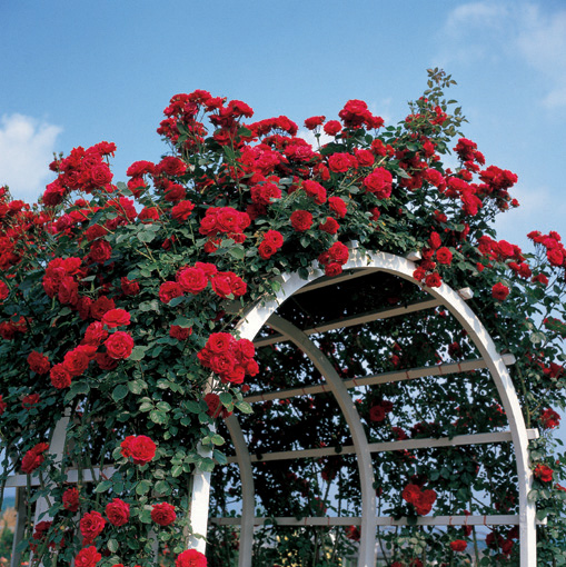 53 Red Roses presented in a classic Red Rose Bouquet with Free UK Delivery