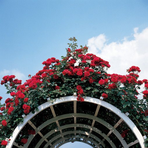 54 Red Roses Presented In A Classic Red Rose Bouquet With Free Uk Delivery
