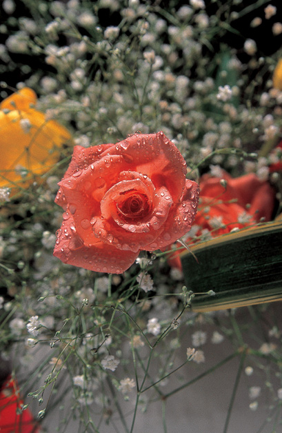 55 Red Roses Presented In A Classic Red Rose Bouquet With Free Uk Delivery