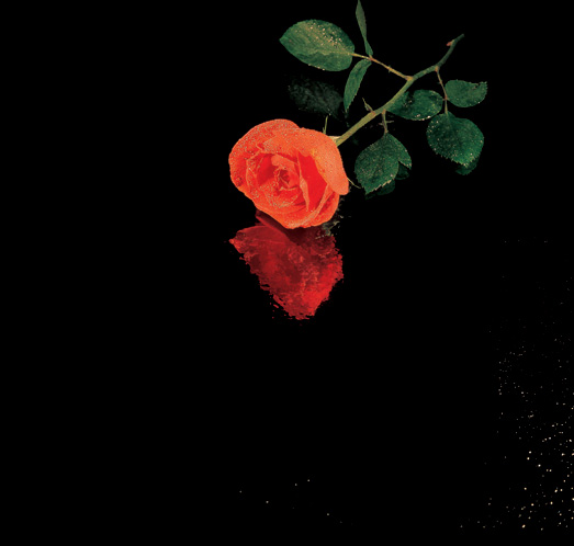 56 Red Roses Presented In A Classic Red Rose Bouquet With Free Uk Delivery - Product image.