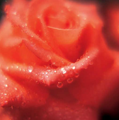 67 Red Roses Presented In A Classic Red Rose Bouquet With Free Uk Delivery - Product image.