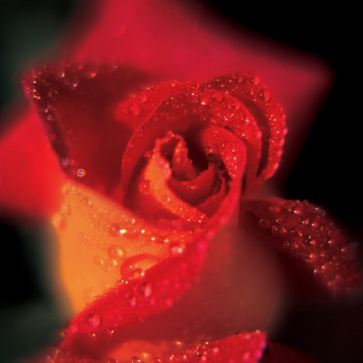 76 baby pink roses! image