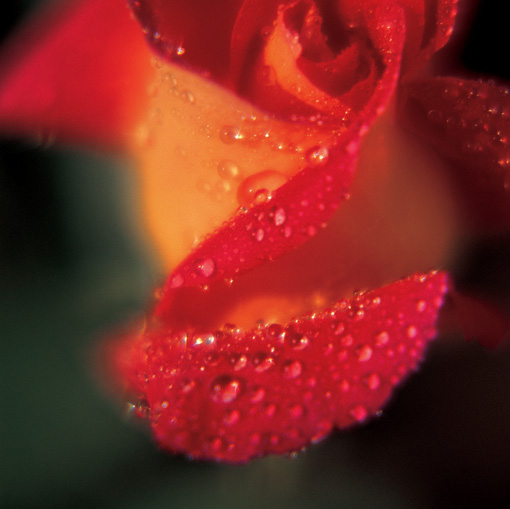 78 roses and a bottle of chilled champagne! image
