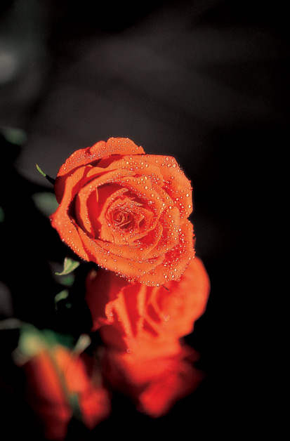 79 Roses in any colour you want! image