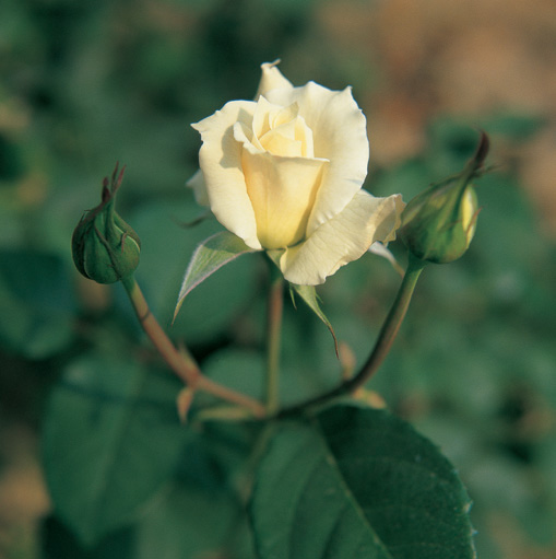 80 Octogenarian Roses for your Grandad! image