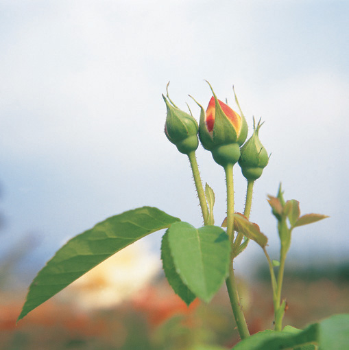 81 Sympathy Roses! image