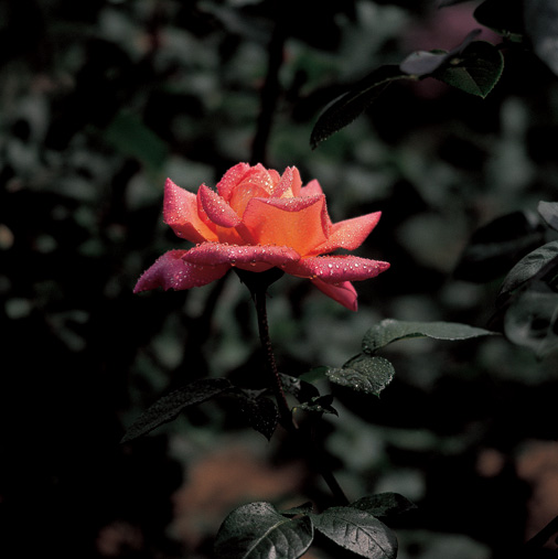 82 Roses go into making this one huge bunch of flowers! image