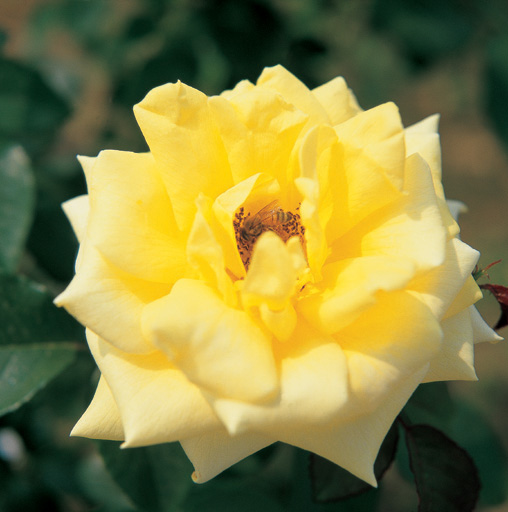 83 trusting and loving roses! image