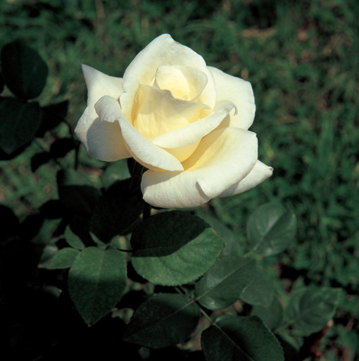84 loving roses go into this rose lovers bouquet! image