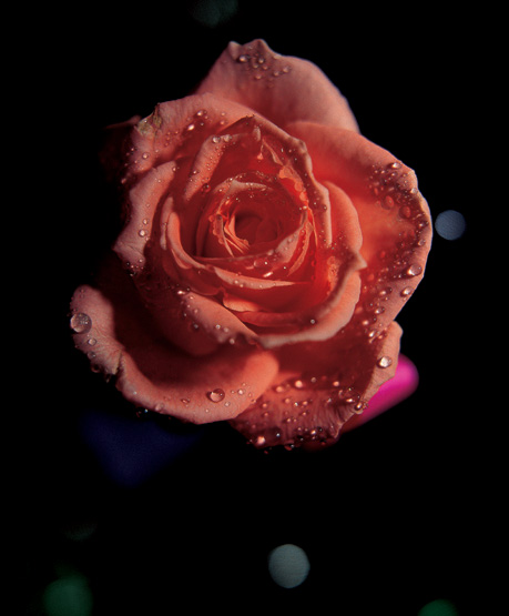85 Designer Flowers and Roses! image