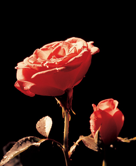 86 Lucky Roses in one Lucky Bouquet! image