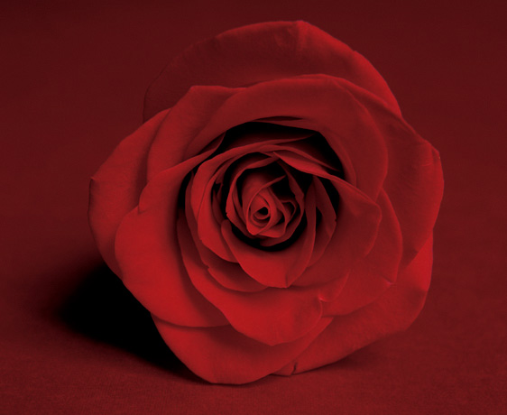 89 Roses should make anyone get well sooner! image