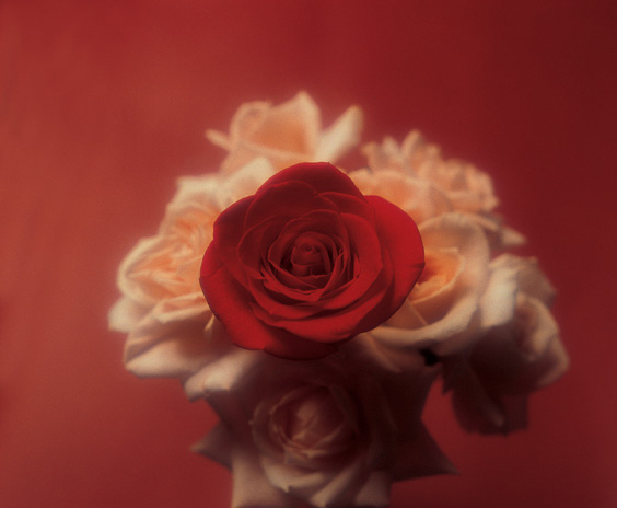 90 Red Roses - It can only be The Red Rose Society! image